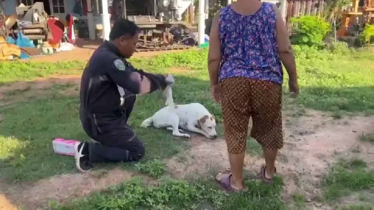 กู้ชีพสุรินทร์ช่วยสุนัขกระดูกไก่ติดเพดานปาก ดิ้นตะเกียกตะกาย