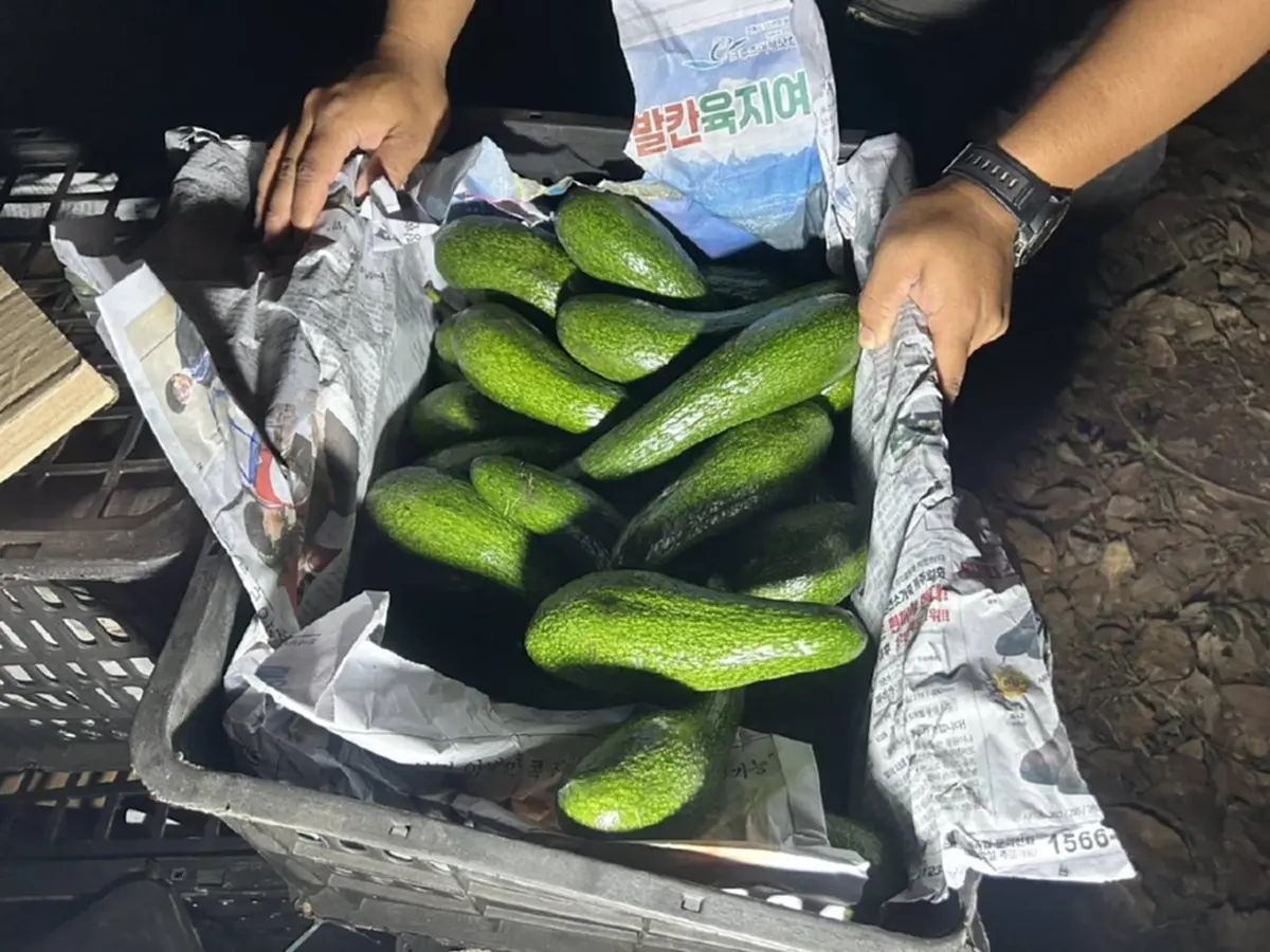 ลอบข้ามชายแดนไม่รอด! ทหารพรานยึดอาโวคาโดเถื่อนเกือบ 4 ตัน