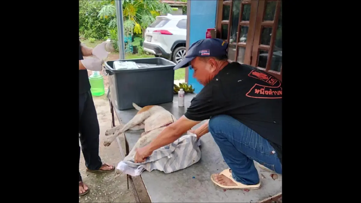 โจ๋เสพยา หลอนจัดคว้าลูกดอกยิงใส่สุนัขชาวบ้านหวังเอาทำอาหาร