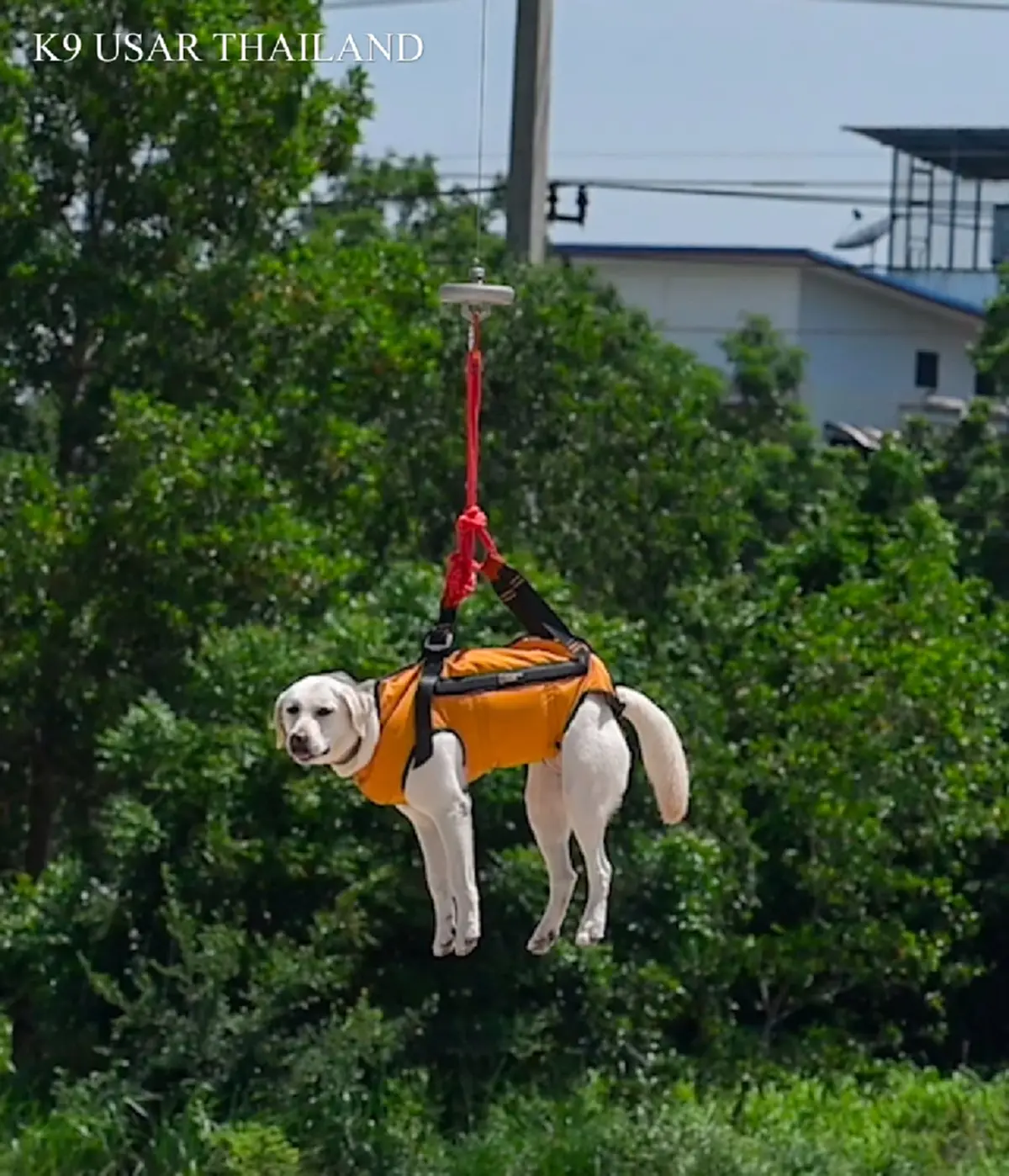 K9 สีนวล ผนึกโดรนซ้อมภารกิจ ชาวเน็ตหลุดโฟกัส ความน่ารักขโมยซีน