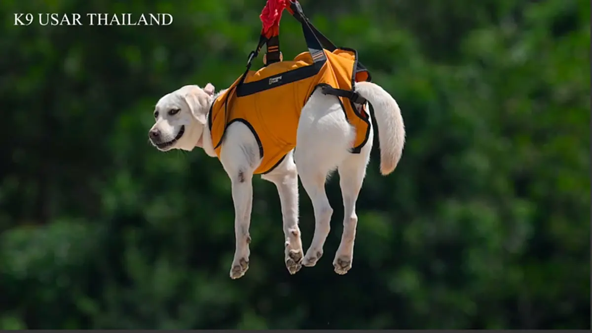 K9 สีนวล ผนึกโดรนซ้อมภารกิจ ชาวเน็ตหลุดโฟกัส ความน่ารักขโมยซีน