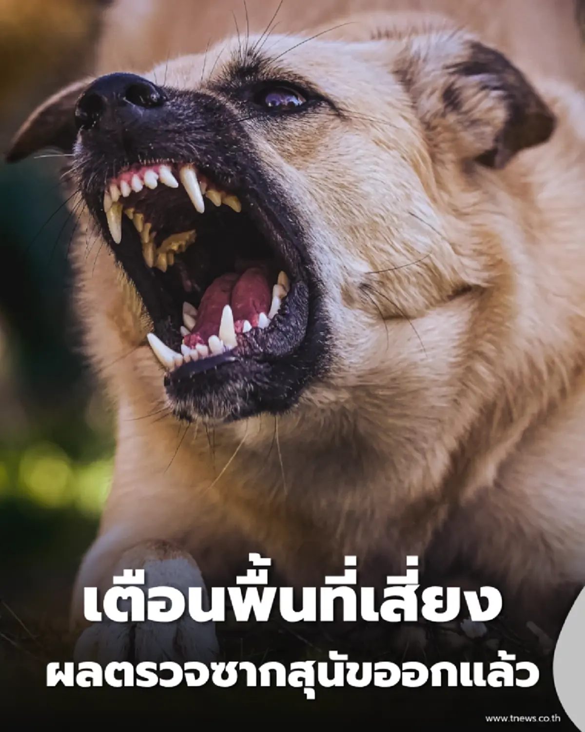 เตือนพื้นที่เสี่ยง ผลตรวจซากยืนยัน พิษสุนัขบ้า สธ. สั่งคุมเข้มด่วน