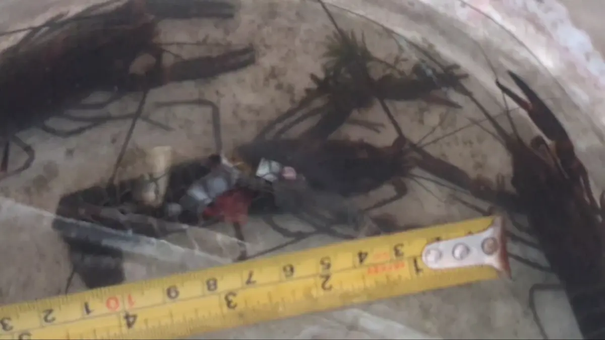 กุ้งก้ามแดงยึดกว๊านพะเยา ประมงพื้นบ้านพลิกวิกฤตดักขายโลละ 300