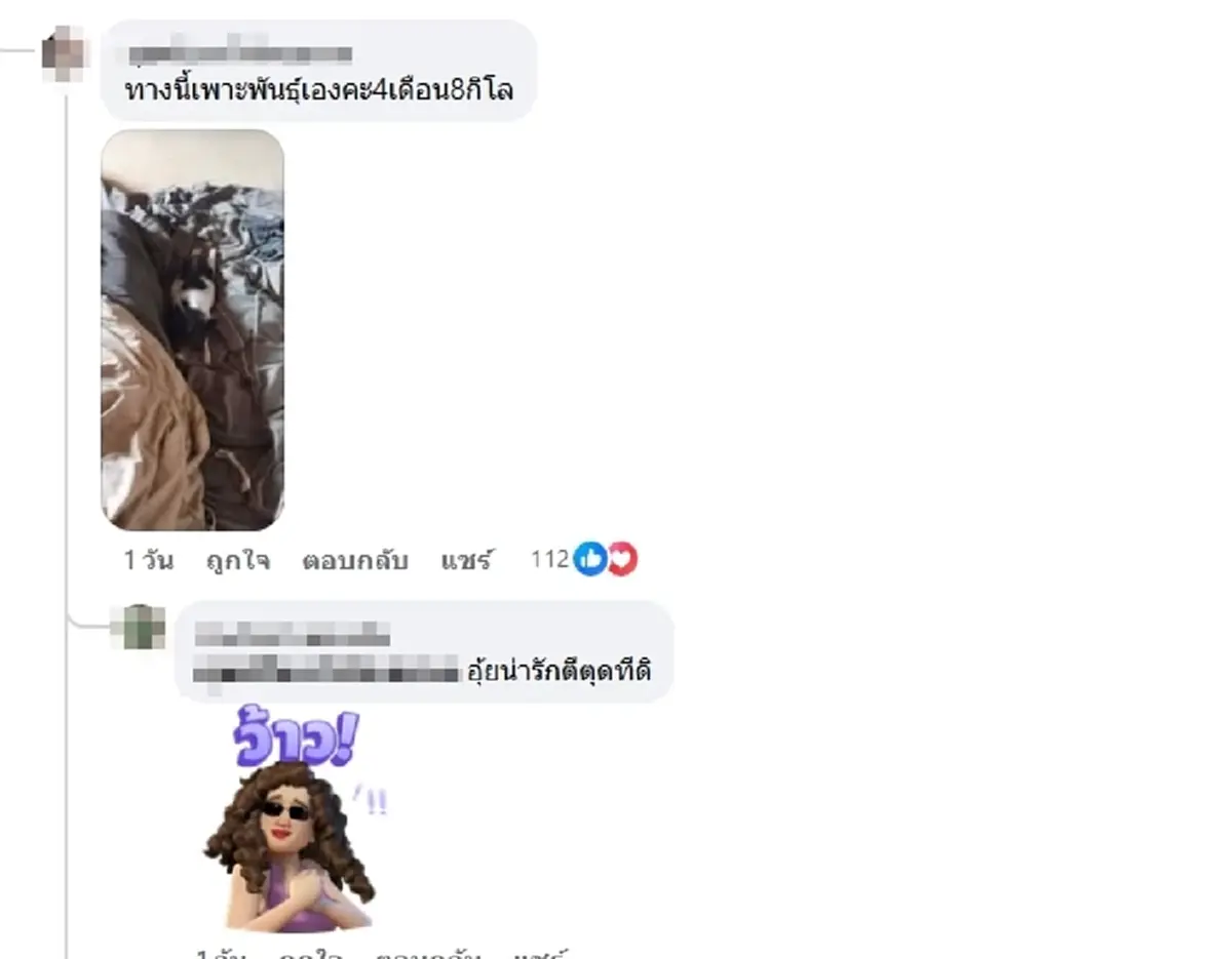 สาวตักไข่ ได้ หมูแคระ สงสัยจะตัวเล็กจริงไหม ชาวเน็ตแห่เฉลยพีกมาก