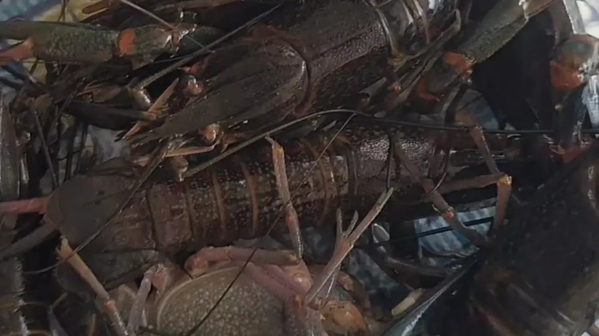 กุ้งก้ามแดงยึดกว๊านพะเยา ประมงพื้นบ้านพลิกวิกฤตดักขายโลละ 300