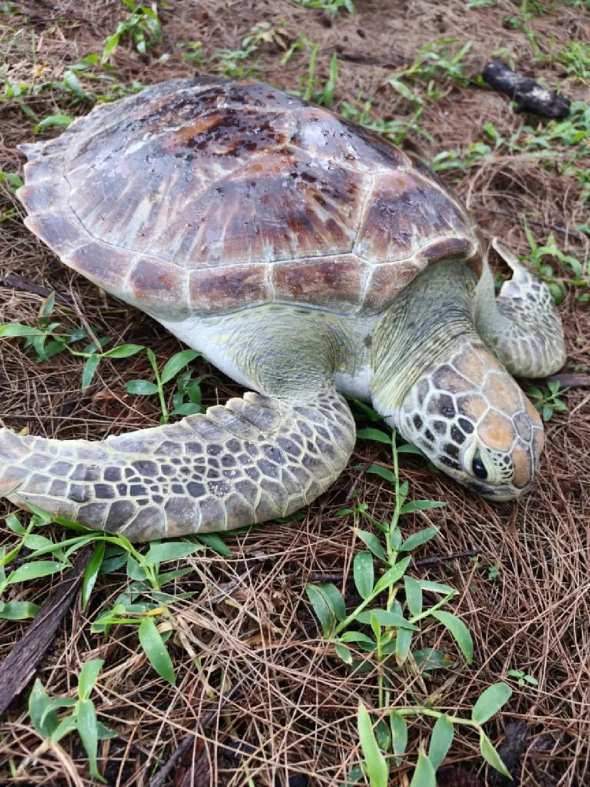 ภาพ Facebook : อุทยานแห่งชาติเขาลำปี-หาดท้ายเหมือง