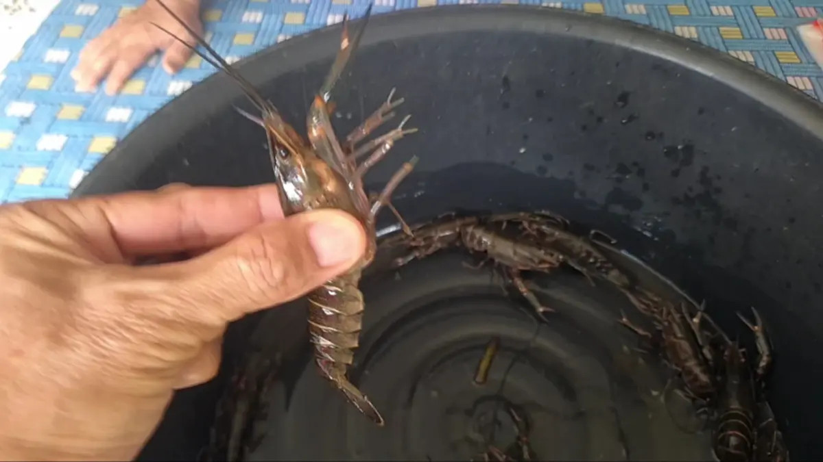 กุ้งก้ามแดงยึดกว๊านพะเยา ประมงพื้นบ้านพลิกวิกฤตดักขายโลละ 300