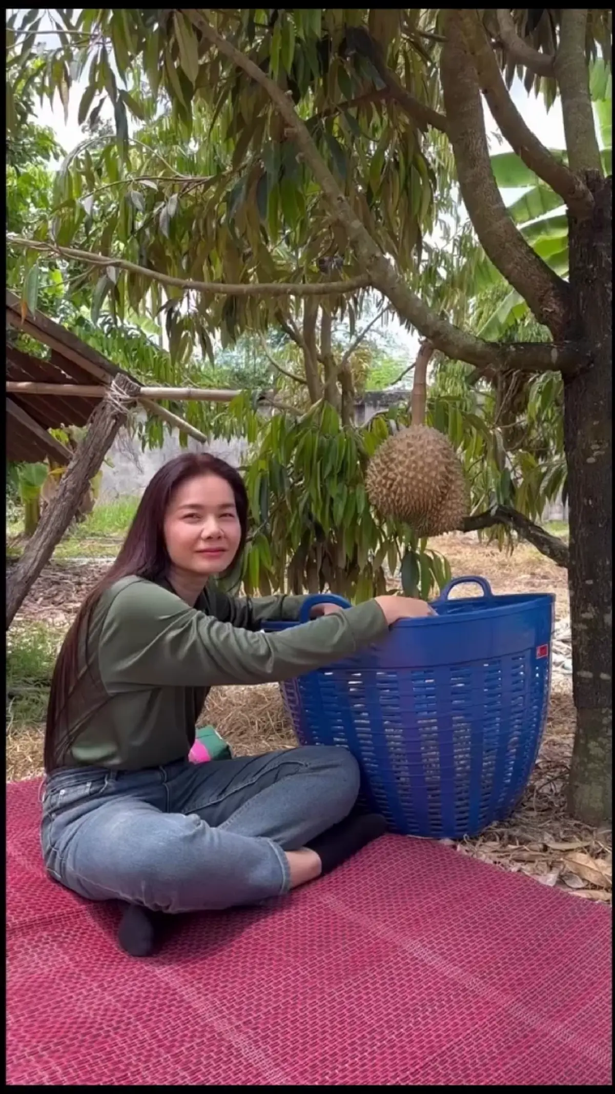 ต่าย อรทัย  เปิดภาพสวนทุเรียนอุบลฯ  ได้เก็บขายปีแรกสำเร็จ