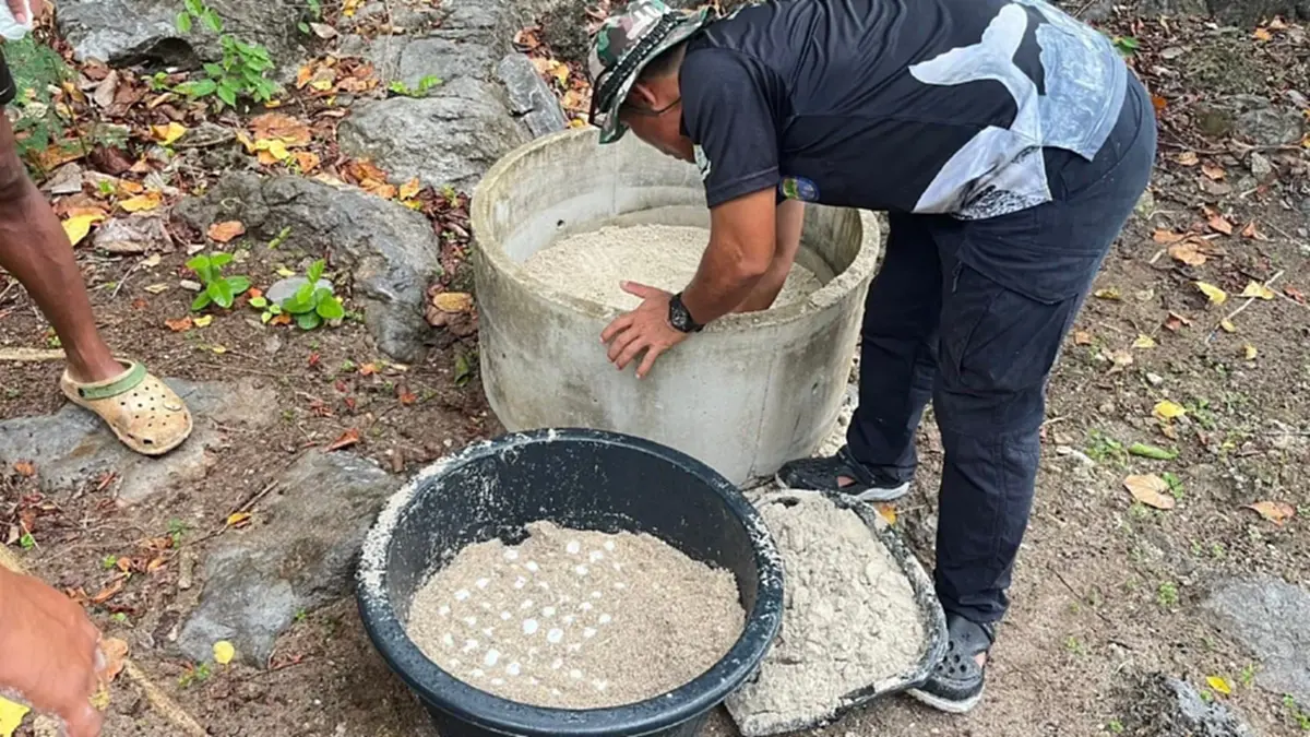 ทะเลชุมพรสมบูรณ์พบแม่เต่ากระหายากวางไข่เกาะกุลา 105 ฟอง