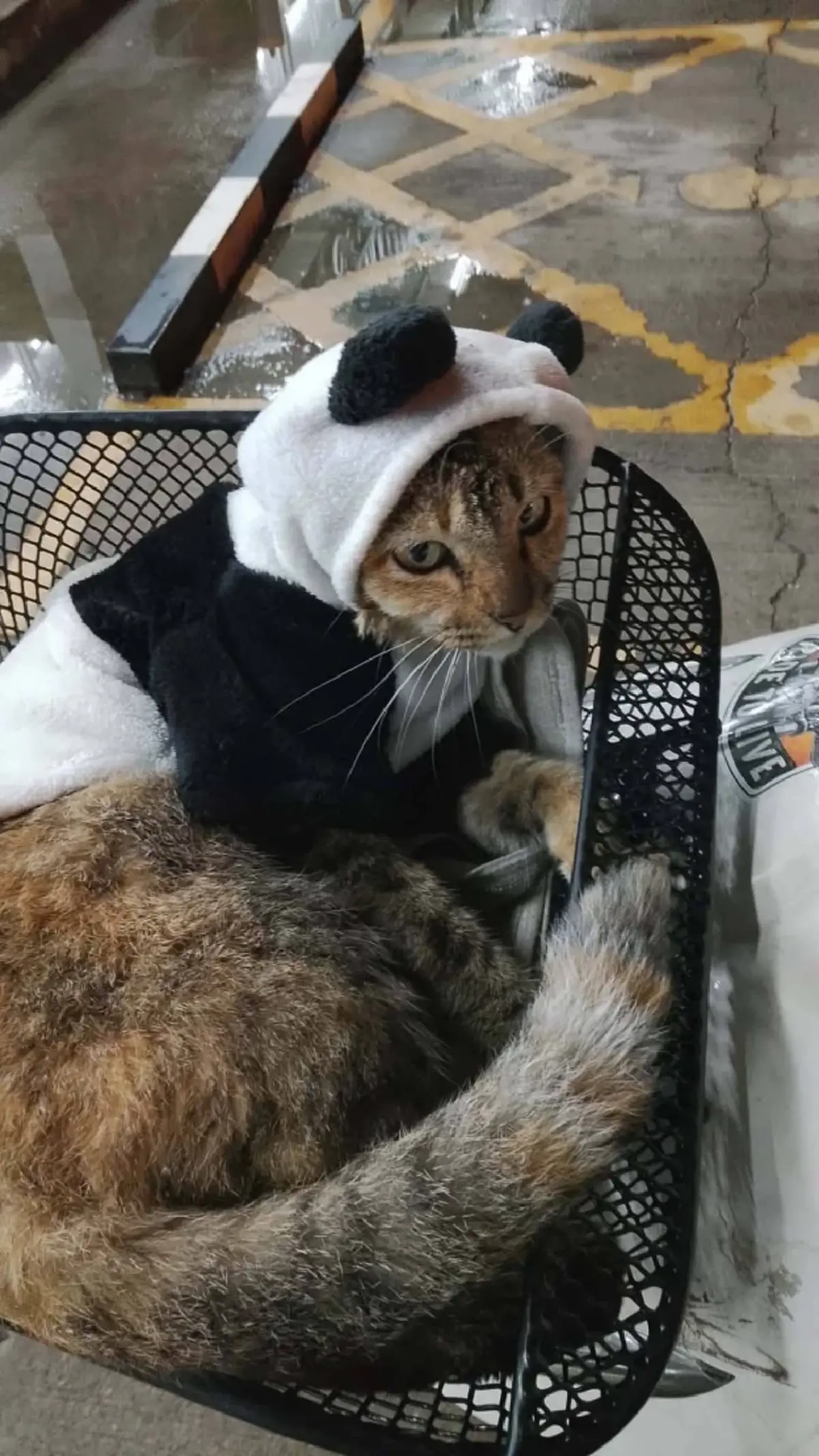 ปาฏิหาริย์มีจริง ลุงหมู เจอน้องแหวนแล้ว หลังตามหาร่วมเดือน