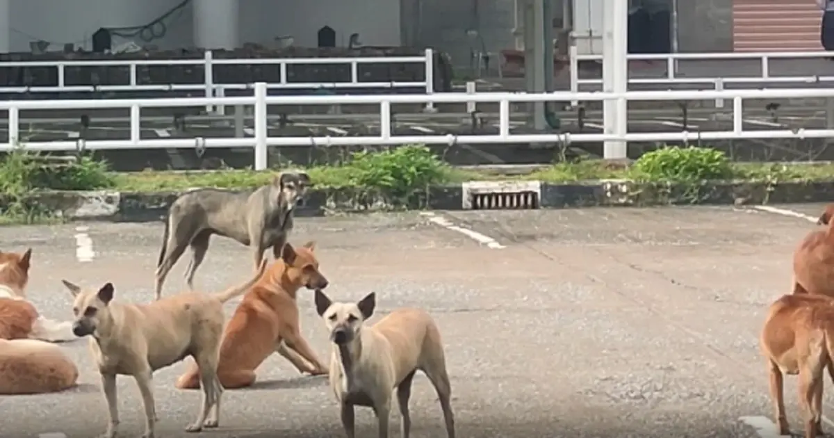 ฝูงนับร้อยยึดศาลากลาง! ชาวบ้านผวา สุนัขเห่าไล่-หวั่นถูกกัด