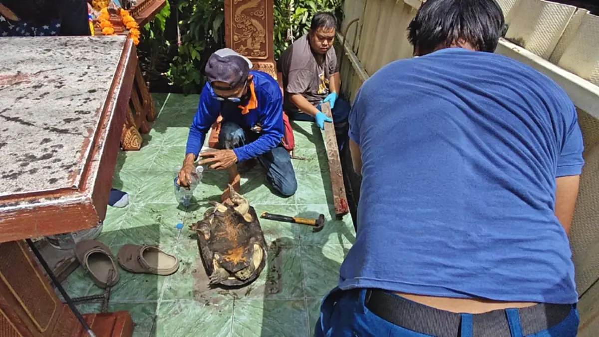 เปิดเลขที่บ้าน เต่ายักษ์ติดท่อร่องระบายน้ำข้างศาลพระภูมิ