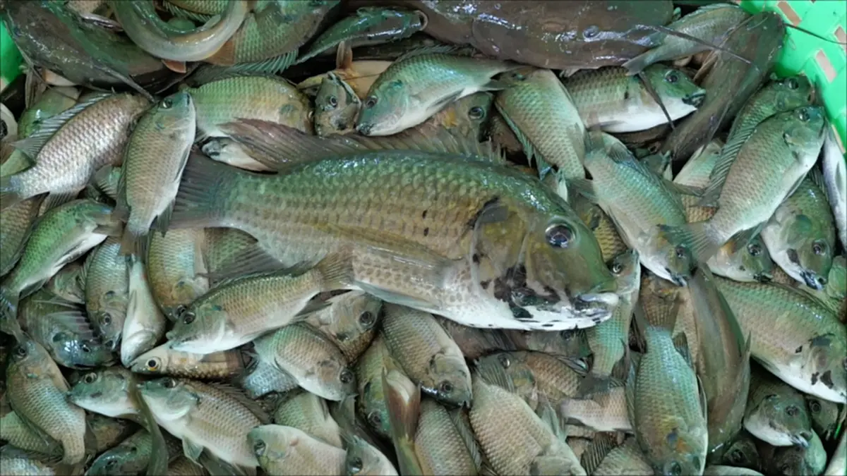 ปลาหมอคางดำบุกยึดบ่อกุ้ง 50 ไร่ แถมกุ้งโดนเขมือบเกลี้ยง