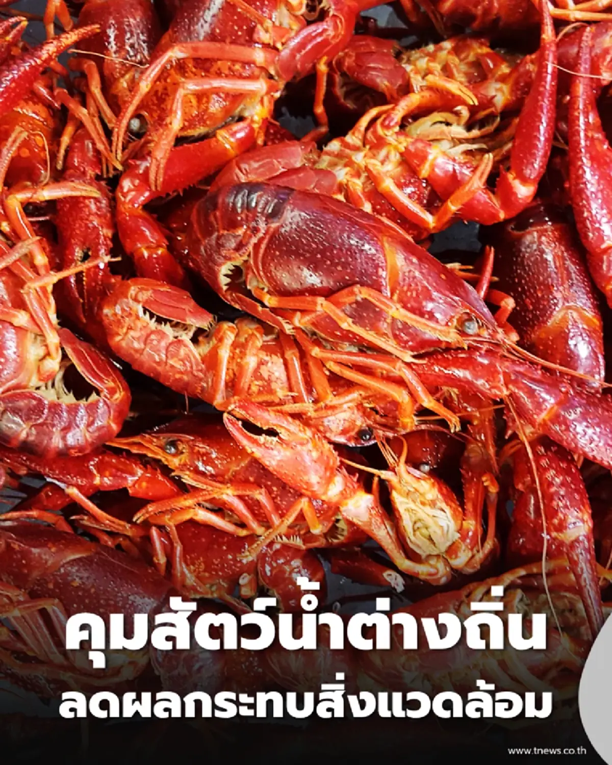 กระทรวงเกษตรฯ เอาจริง คุมเข้มสัตว์น้ำต่างถิ่น ลดผลกระทบระบบนิเวศ