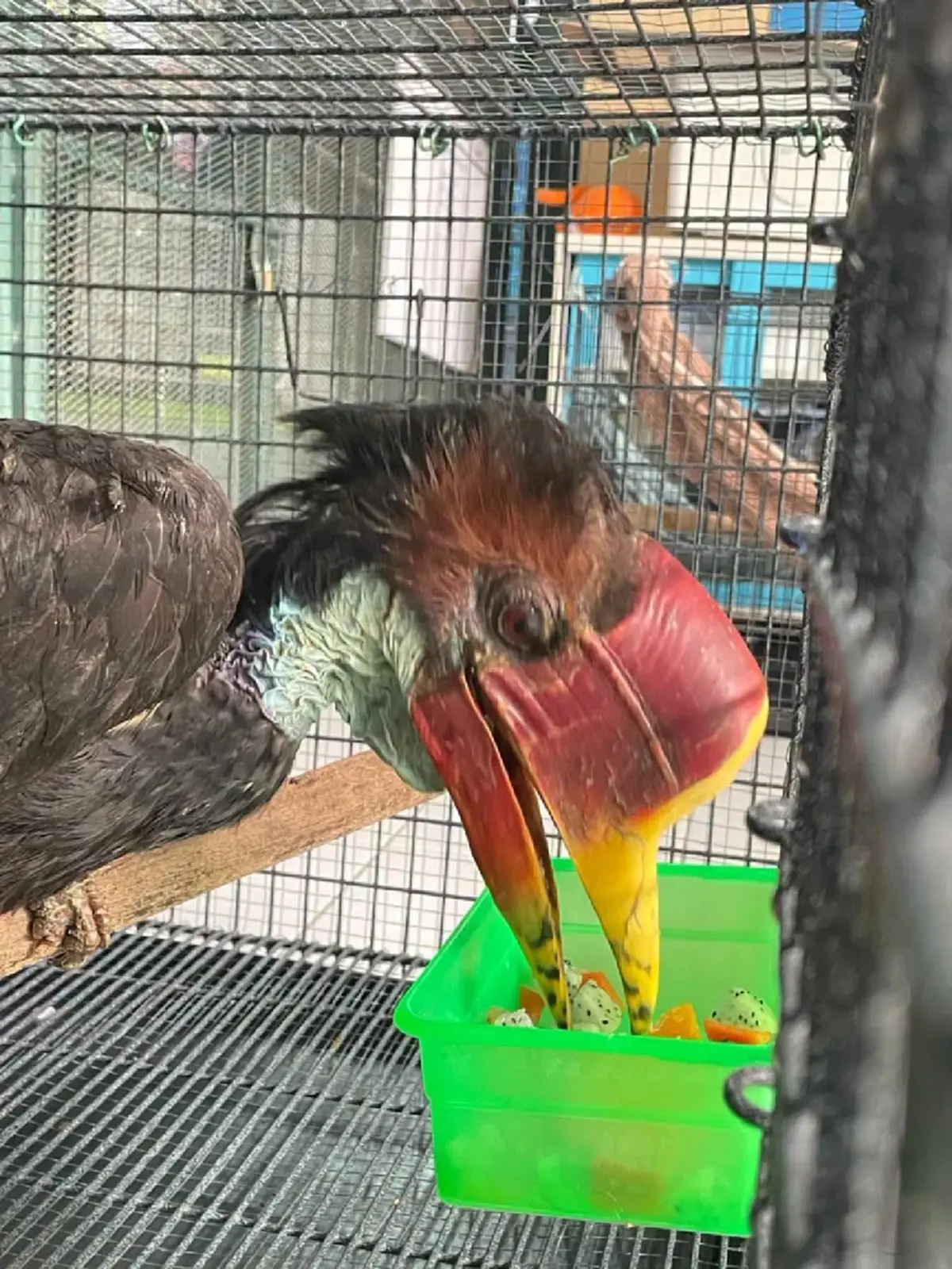 รอดกลับบ้านแล้ว! "นกชนหิน" ถูกจับกลางสนามบินอินเดีย ส่งคืนไทย