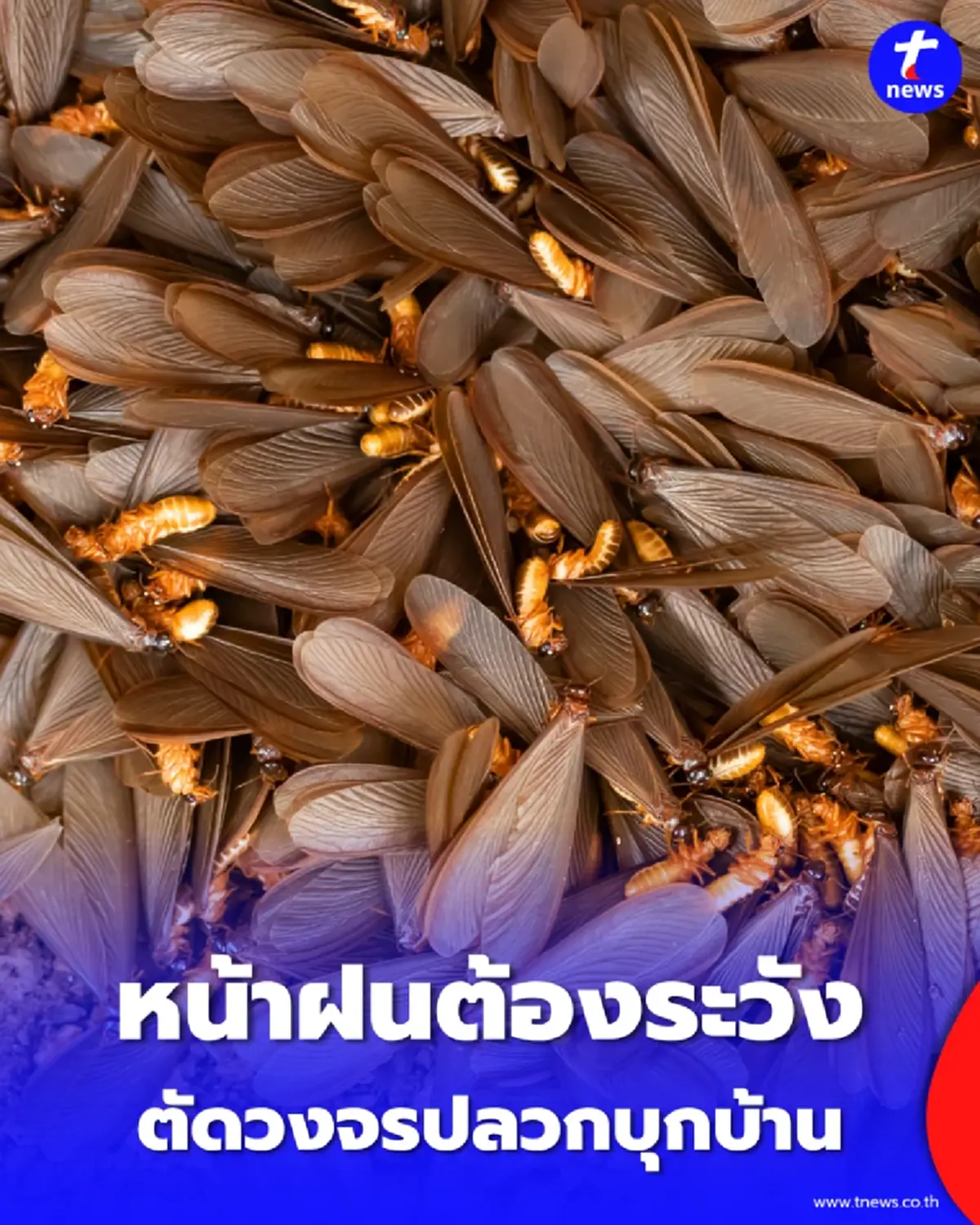 วิธีไล่แมลงเม่า ตัดวงจรปลวกบุกบ้าน ด้วยของหาง่ายในครัว