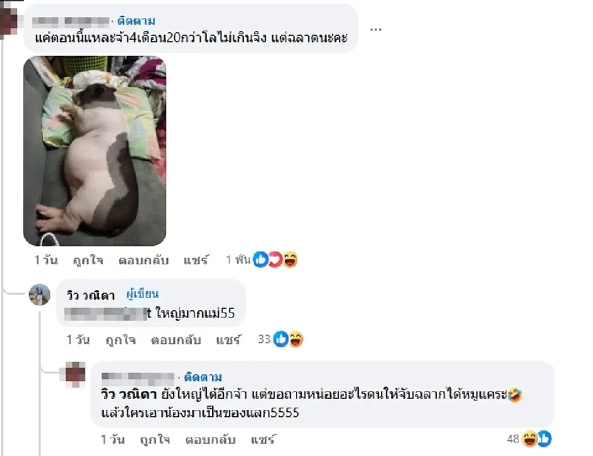 สาวตักไข่ ได้ หมูแคระ สงสัยจะตัวเล็กจริงไหม ชาวเน็ตแห่เฉลยพีกมาก