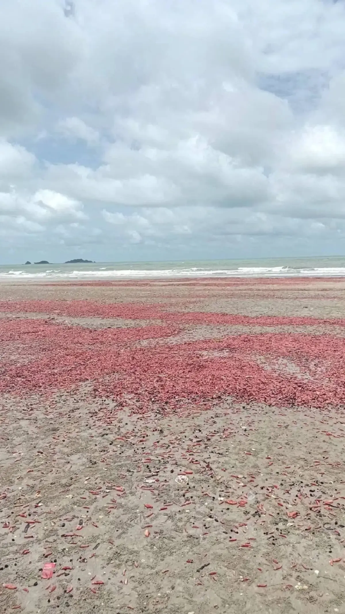 แตกตื่นทั้งหาด! สิ่งมีชีวิตสีชมพูนับล้านโผล่เกยฝั่ง