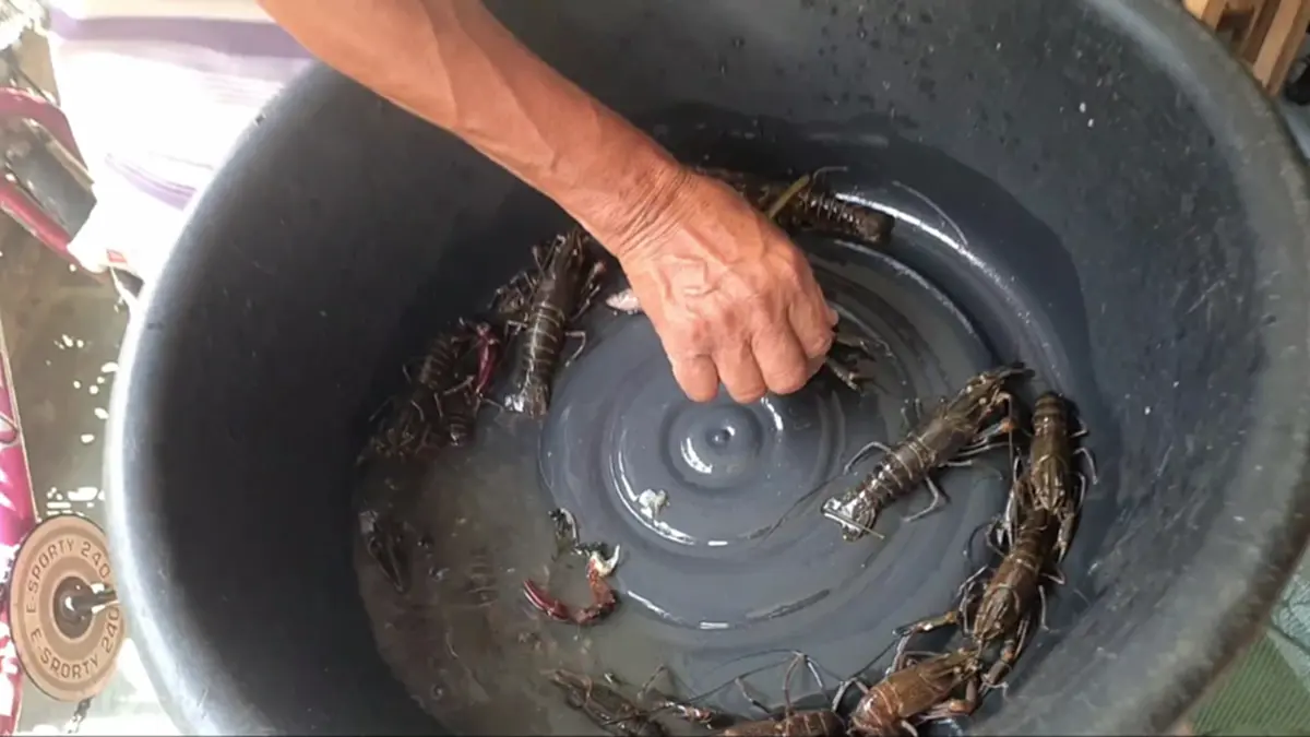 กุ้งก้ามแดงยึดกว๊านพะเยา ประมงพื้นบ้านพลิกวิกฤตดักขายโลละ 300