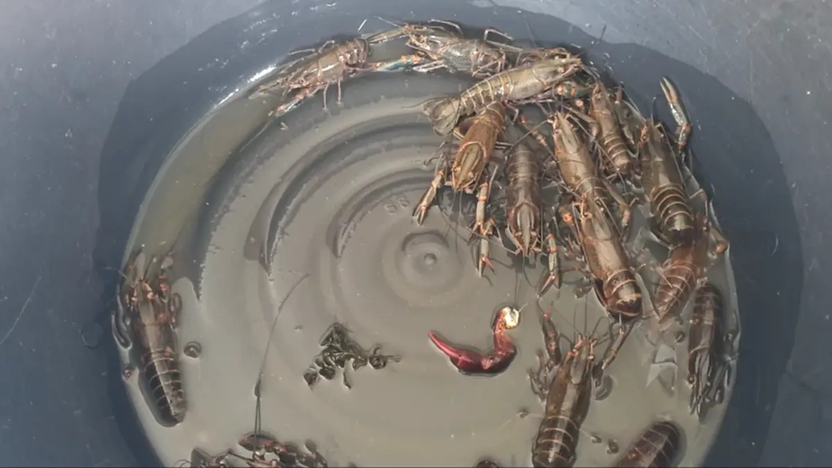 กุ้งก้ามแดงยึดกว๊านพะเยา ประมงพื้นบ้านพลิกวิกฤตดักขายโลละ 300