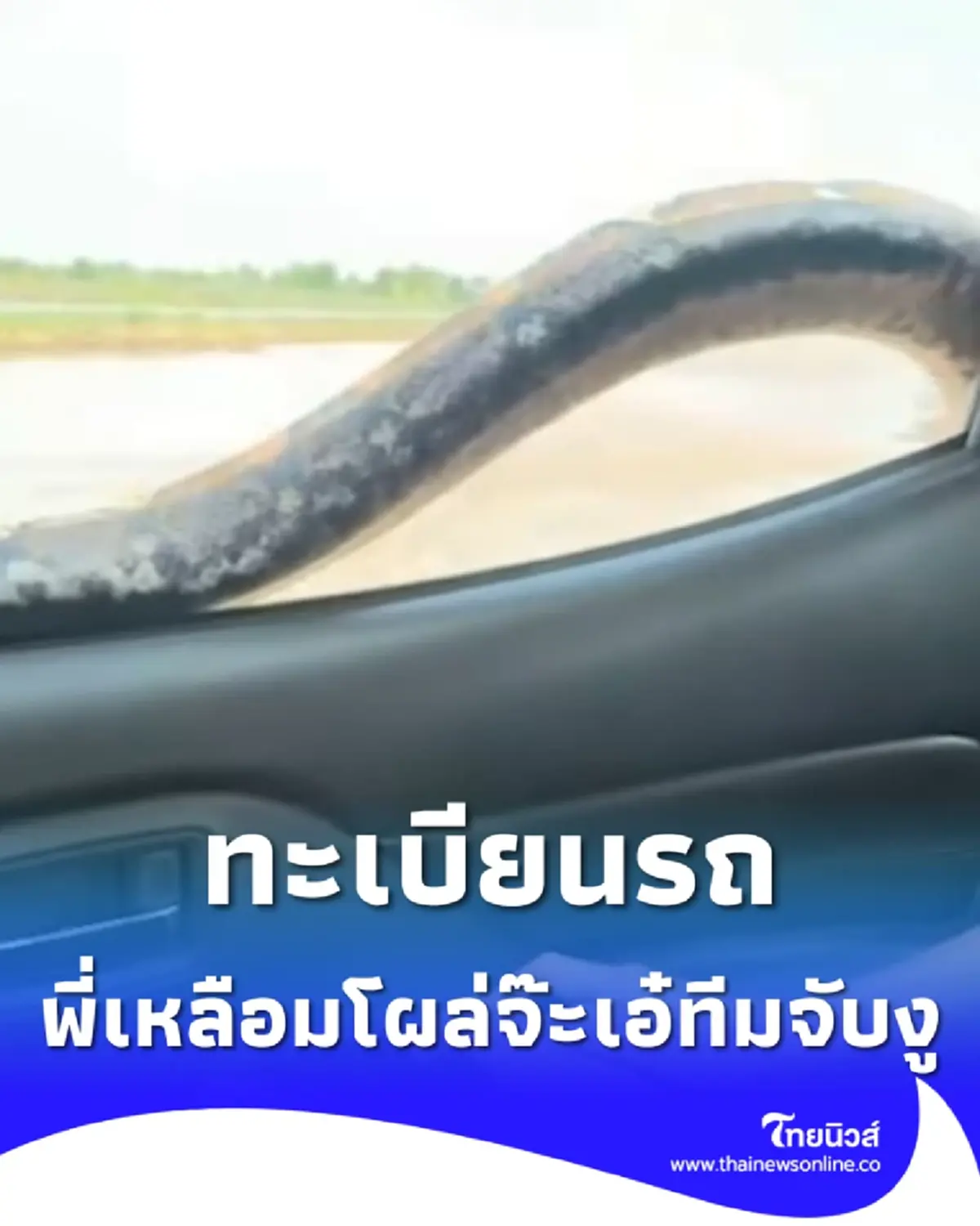 ทะเบียนรถ งูเกือบ 5 เมตรหลุดจากท้ายกระบะ โผล่จ๊ะเอ๋ทีมจับงู