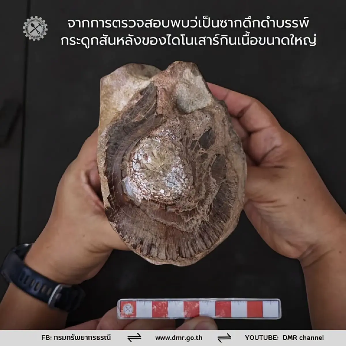 อายุราว 130 ล้านปี! กรมทรัพยากรธรณี รุดตรวจซากดึกดำบรรพ์ไดโนสาร์