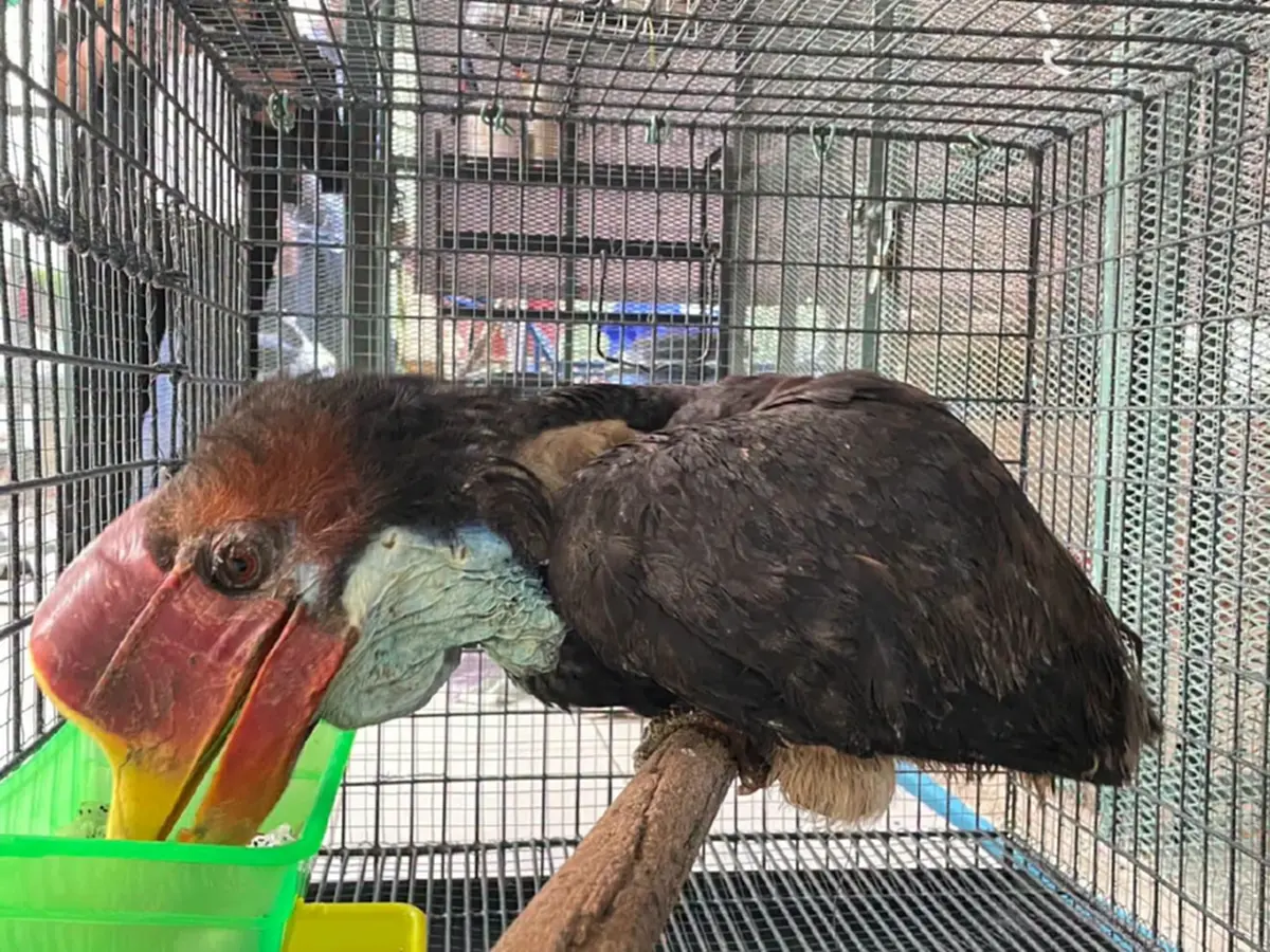 รอดกลับบ้านแล้ว! "นกชนหิน" ถูกจับกลางสนามบินอินเดีย ส่งคืนไทย