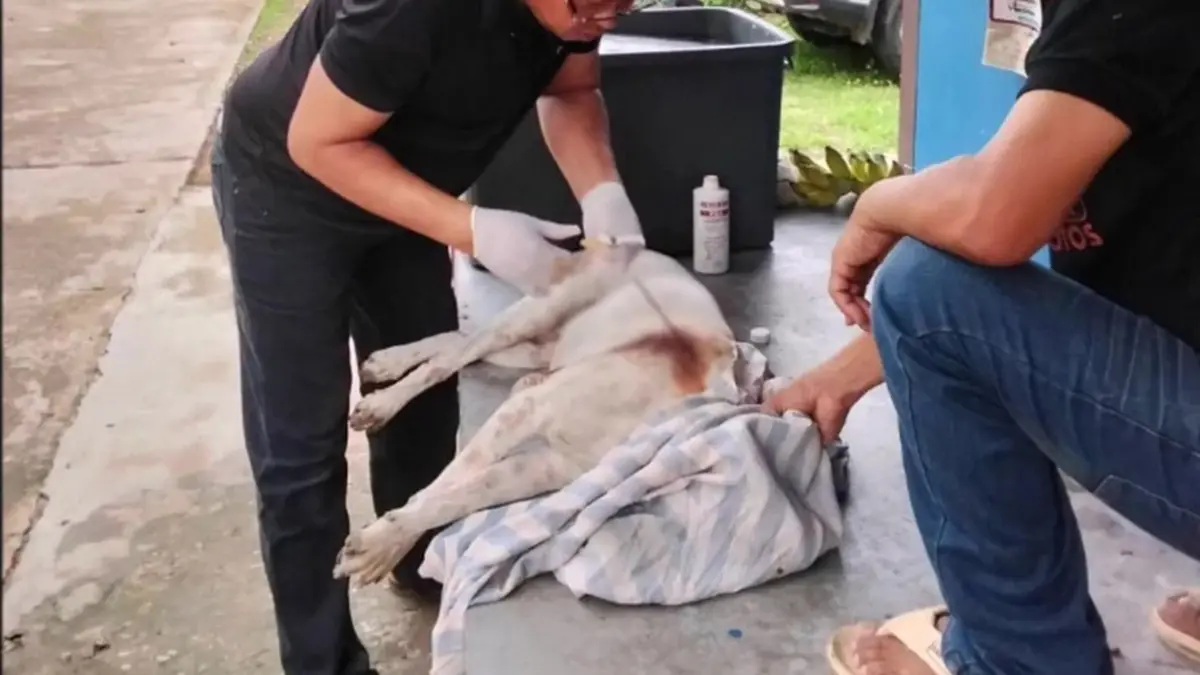 โจ๋เสพยา หลอนจัดคว้าลูกดอกยิงใส่สุนัขชาวบ้านหวังเอาทำอาหาร