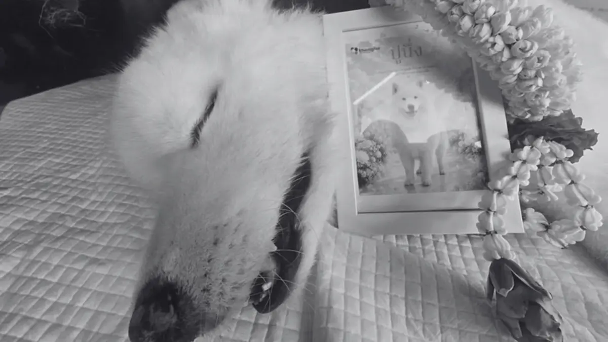 บุ๋ม ปนัดดา เศร้าส่งน้องปูนึ่งกลับดาวหมา เสียใจติดงานชายแดน