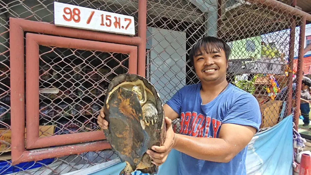 เปิดเลขที่บ้าน เต่ายักษ์ติดท่อร่องระบายน้ำข้างศาลพระภูมิ