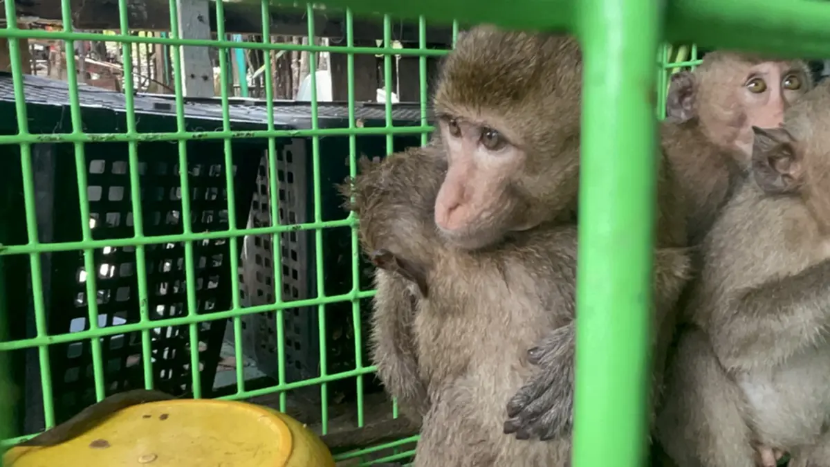 ศรชล.ตราด บุกค้นบ้านริมน้ำ ยึดลิงแสม 6 ตัวเตรียมส่งเขมร