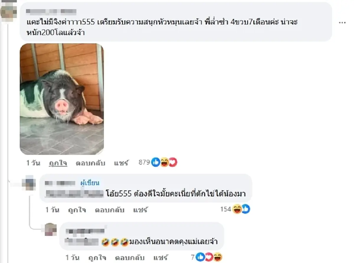 สาวตักไข่ ได้ หมูแคระ สงสัยจะตัวเล็กจริงไหม ชาวเน็ตแห่เฉลยพีกมาก