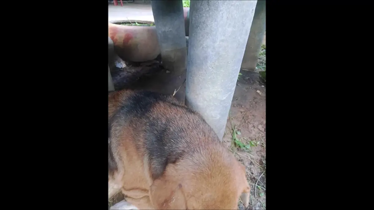 โจ๋เสพยา หลอนจัดคว้าลูกดอกยิงใส่สุนัขชาวบ้านหวังเอาทำอาหาร