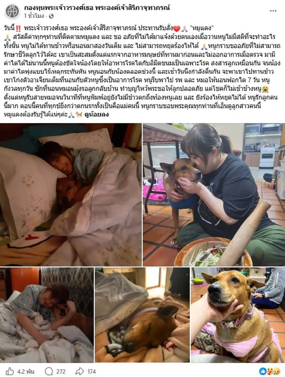 พระองค์เจ้าสิริภาจุฑาภรณ์ รับสั่งถึงเจ้าหมูแดง จุกหัวใจทุกคำ