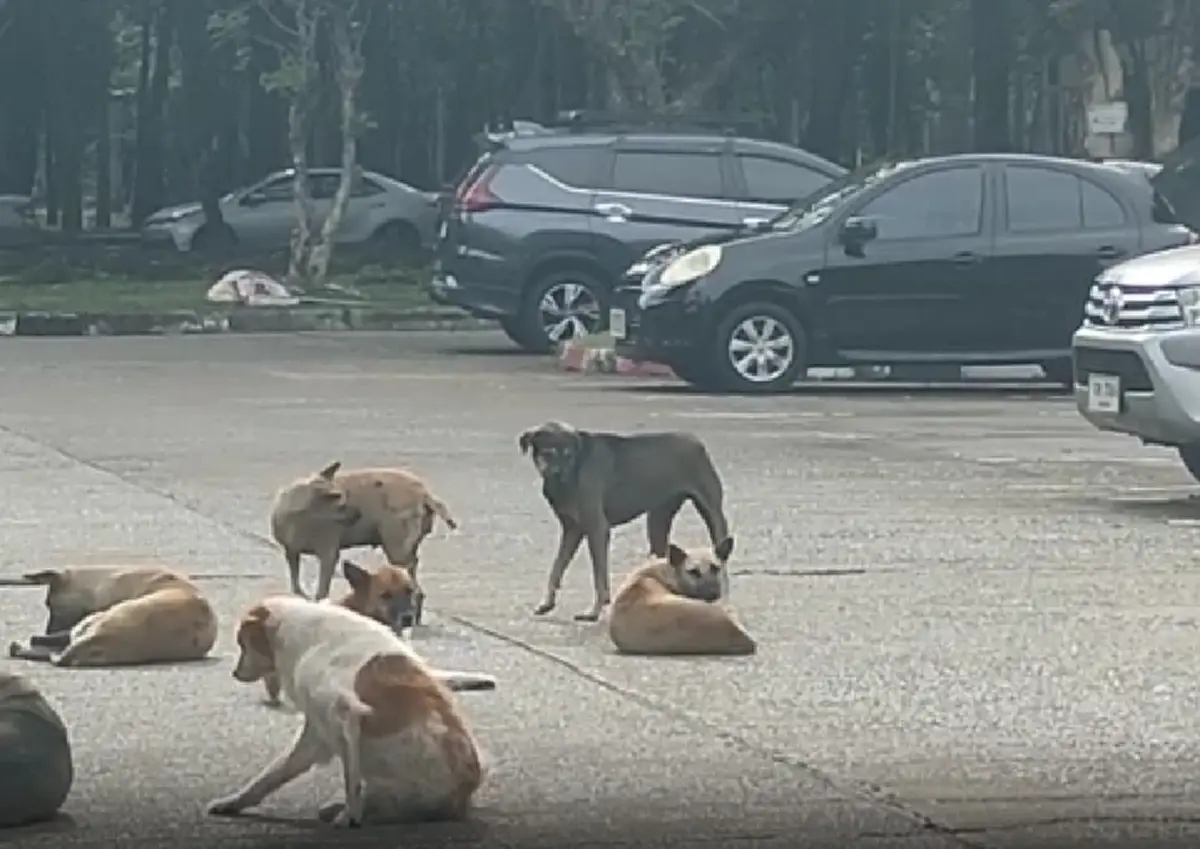ฝูงนับร้อยยึดศาลากลาง! ชาวบ้านผวา สุนัขเห่าไล่-หวั่นถูกกัด