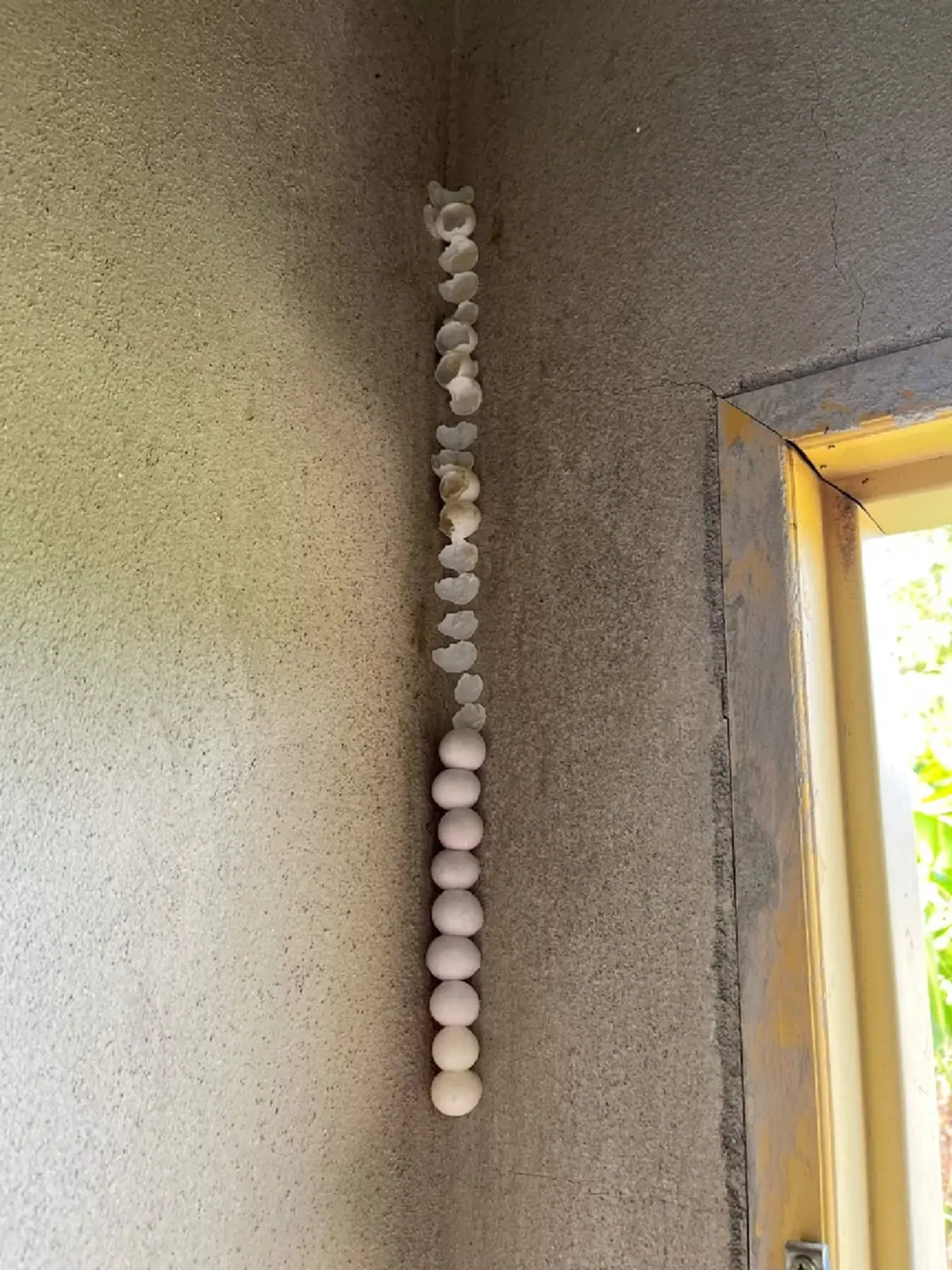 เจ้าของบ้านงงหนัก! เจอเปลือกสีขาว ถามนี่คือร่องรอยของตัวอะไร