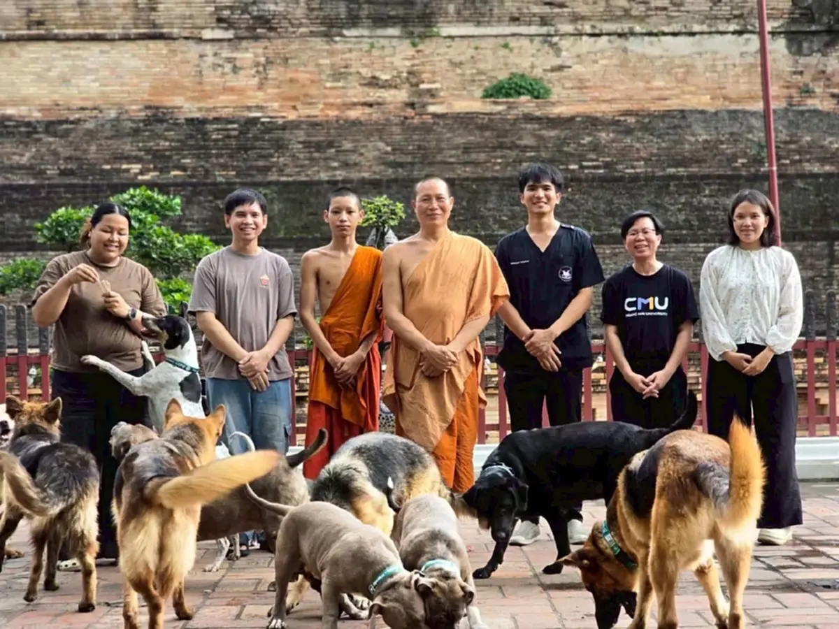 เปิดตัวโครงการ "หมา คู เมือง" นำร่องฝังชิพหมาวัดเจดีย์หลวง