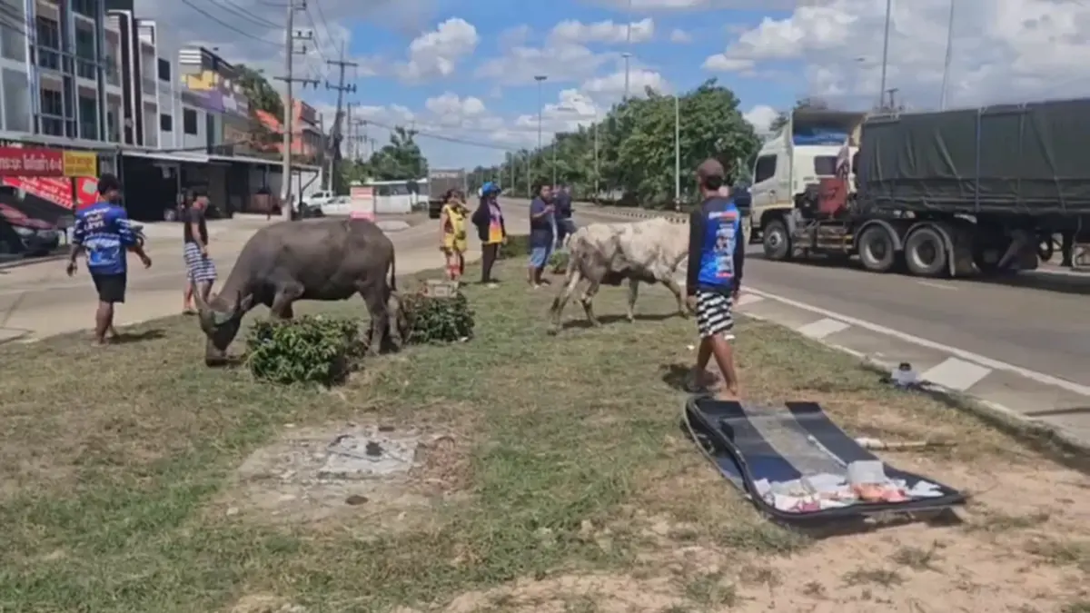 สิบล้อขนวัวควายคว่ำ วัวควาย 21 ตัวแตกตื่นขวิดคนช่วยเจ็บปางตาย
