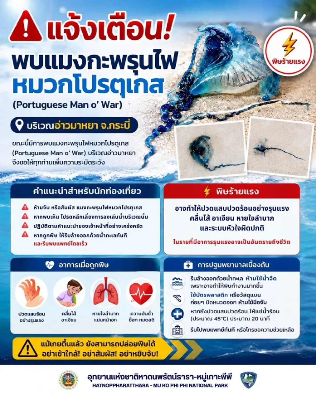 เตือนห้ามจับเด็ดขาด อ่าวมาหยาพบแมงกะพรุนไฟหมวกโปรตุเกสเกยหาด