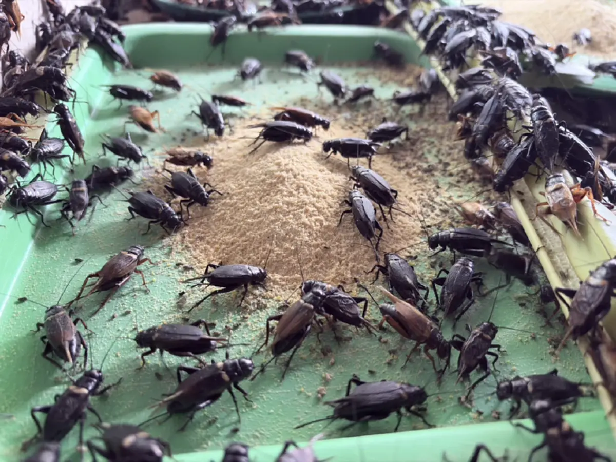 อดีตหนุ่มก่อสร้างพลิกชีวิต! ผันตัวเลี้ยง "จิ้งหรีด" รายได้งาม