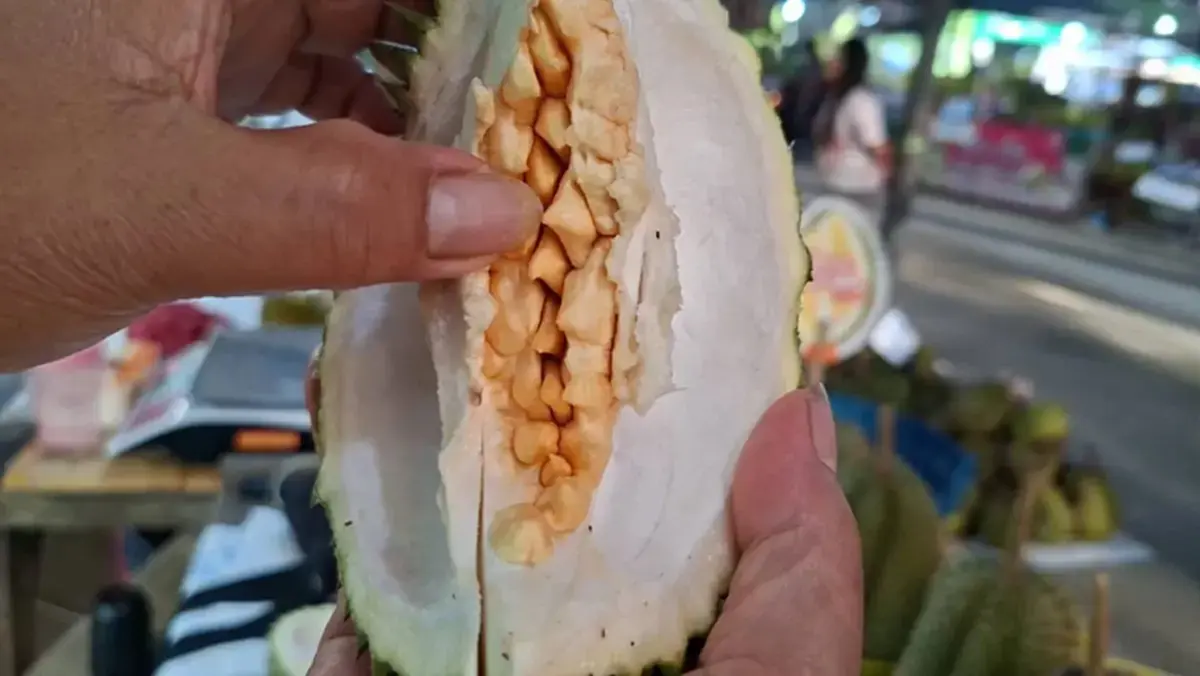 รู้แล้ว "ทุเรียนซ้อน" เกิดจากอะไร นักพฤกษศาสตร์เฉลยชัดเจน