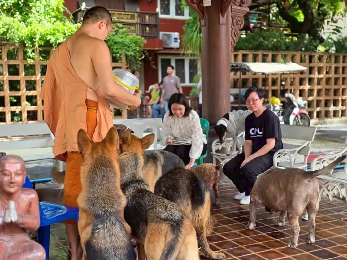 เปิดตัวโครงการ "หมา คู เมือง" นำร่องฝังชิพหมาวัดเจดีย์หลวง
