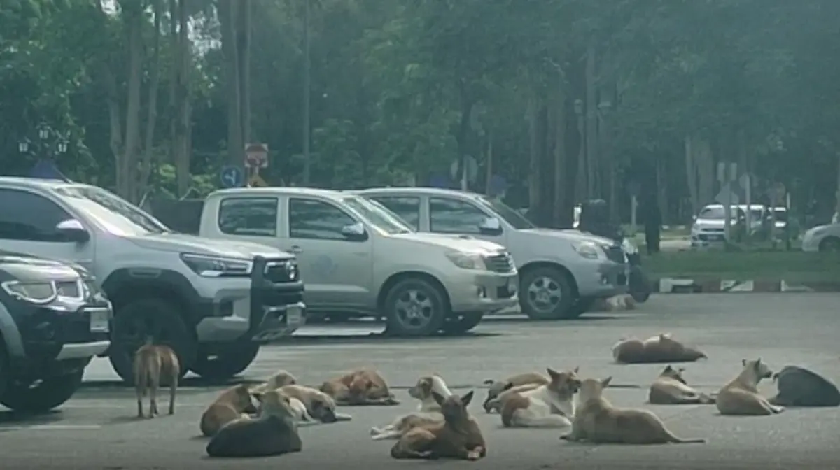 ฝูงนับร้อยยึดศาลากลาง! ชาวบ้านผวา สุนัขเห่าไล่-หวั่นถูกกัด