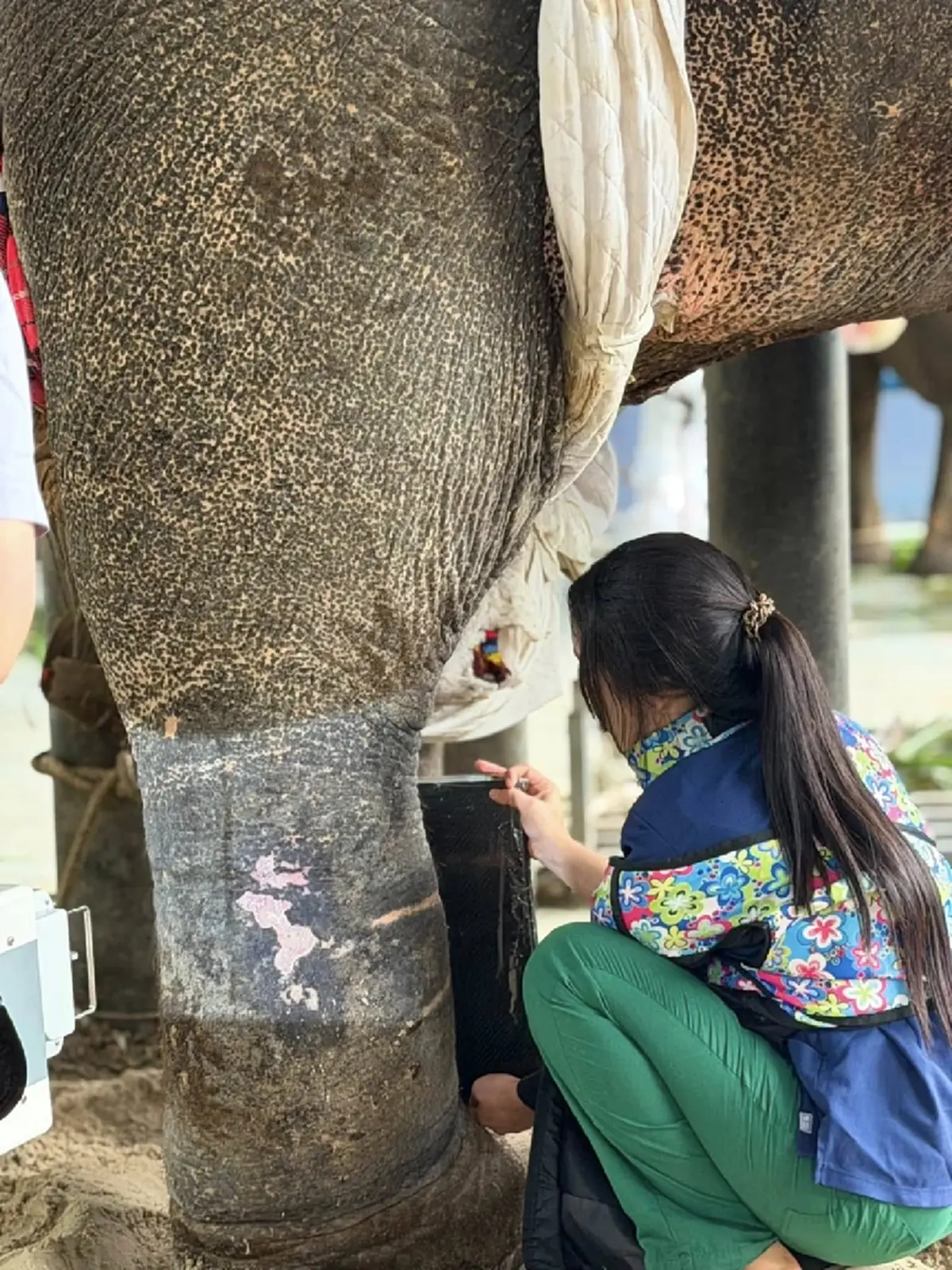 ปาฏิหาริย์มีจริง! อัปเดต "พี่เดียว" ช้างขาหัก 4 เดือน อาการดีขึ้น