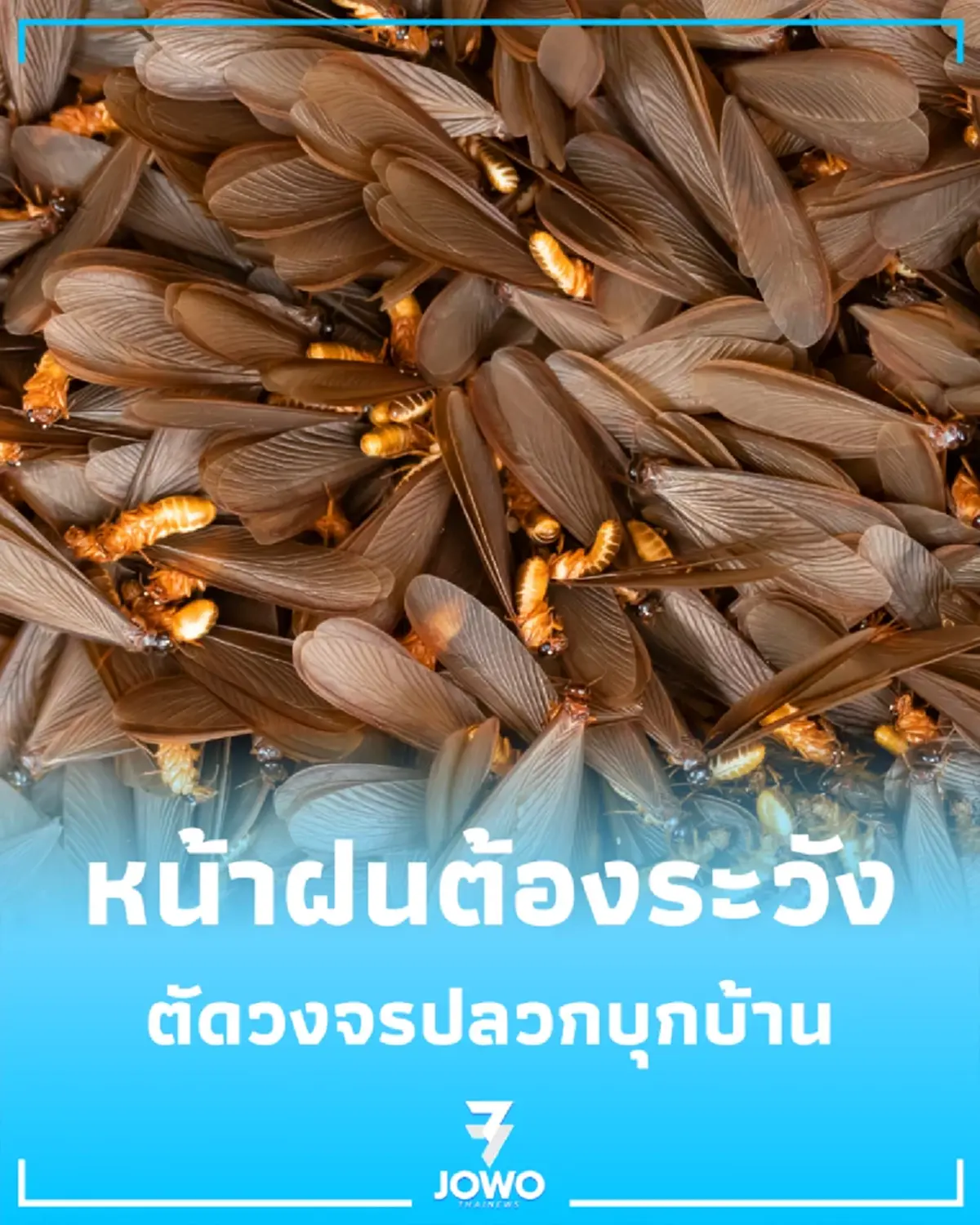 วิธีไล่แมลงเม่า ตัดวงจรปลวกบุกบ้าน ด้วยของหาง่ายในครัว