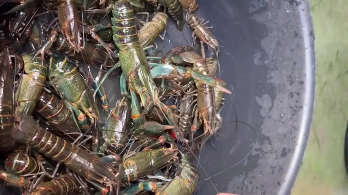 กุ้งก้ามแดงยึดกว๊านพะเยา ประมงพื้นบ้านพลิกวิกฤตดักขายโลละ 300