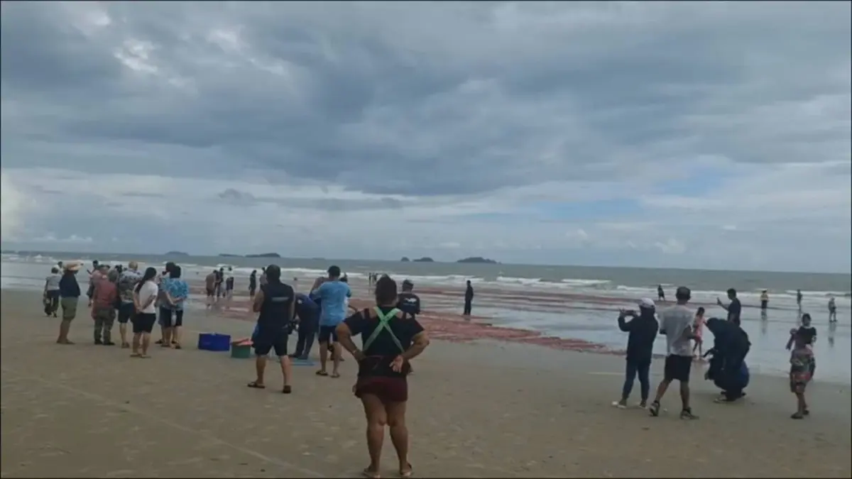 แตกตื่นทั้งหาด! สิ่งมีชีวิตสีชมพูนับล้านโผล่เกยฝั่ง