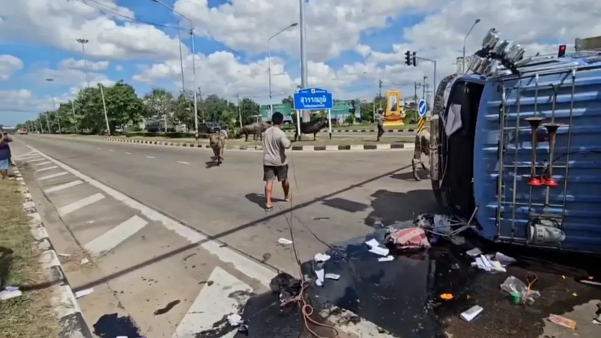 สิบล้อขนวัวควายคว่ำ วัวควาย 21 ตัวแตกตื่นขวิดคนช่วยเจ็บปางตาย