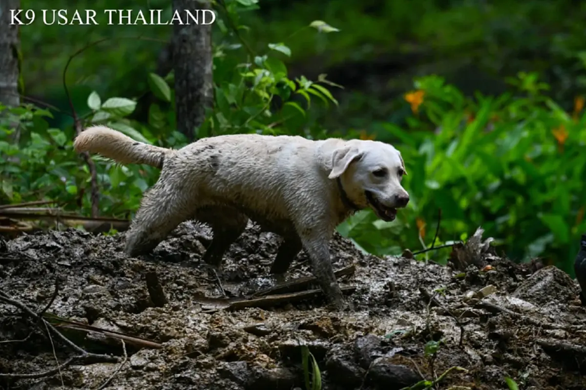 K9 สิ้นสุดภารกิจ ลุยน้ำ ลุยโคลน บุกป่า ตามหาน้องเอ้มอญที่พังงา