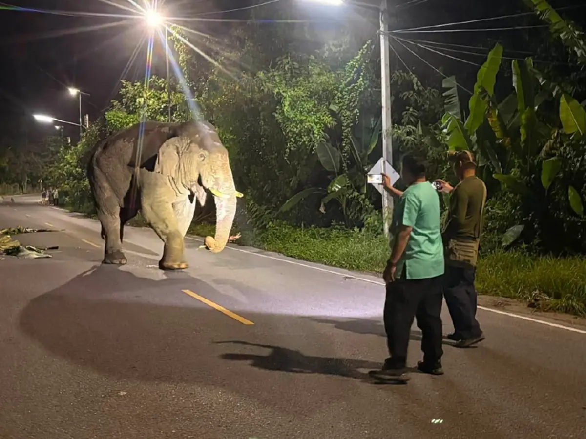 อาการล่าสุด พลายสาริกา หลังดราม่าเดือดระอุ จนท.ใช้พลุผลักดัน